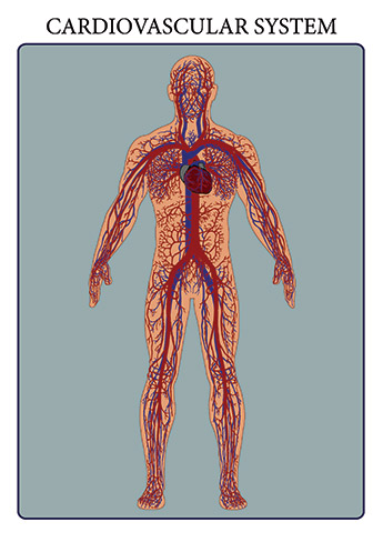 The cardiovascular system consists of the heart, blood vessels, and the approximately 5 liters of blood that the blood vessels transport. Responsible for transporting oxygen, nutrients, hormones, and cellular waste products throughout the body, the cardiovascular system is powered by the body’s hardest-working organ — the heart, which is only about the size of a closed fist. Even at rest, the average heart easily pumps over 5 liters of blood throughout the body every minute