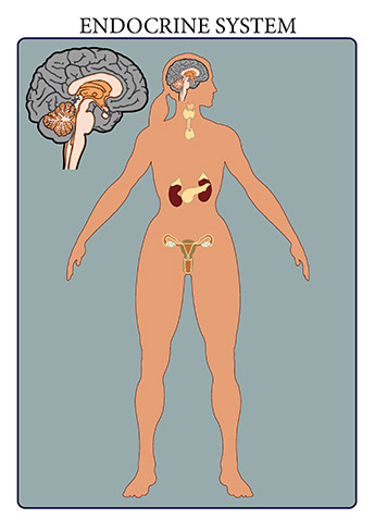 The endocrine system includes all of the glands of the body and the hormones produced by those glands. The glands are controlled directly by stimulation from the nervous system as well as by chemical receptors in the blood and hormones produced by other glands. By regulating the functions of organs in the body, these glands help to maintain the body’s homeostasis. Cellular metabolism, reproduction, sexual development, sugar and mineral homeostasis, heart rate, and digestion