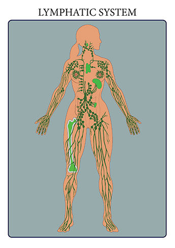 The immune and lymphatic systems are two closely related organ systems that share several organs and physiological functions. The immune system is our body’s defense system against infectious pathogenic viruses, bacteria, and fungi as well as parasitic animals and protists. The immune system works to keep these harmful agents out of the body and attacks those that manage to enter. The lymphatic system is a system of capillaries, vessels, nodes and other organs that transport a fluid called lymph from the tissues as it returns to the bloodstream. The lymphatic tissue of these organs filters and cleans the lymph of any debris, abnormal cells, or pathogens. The lymphatic system also transports fatty acids from the intestines to the circulatory system.
