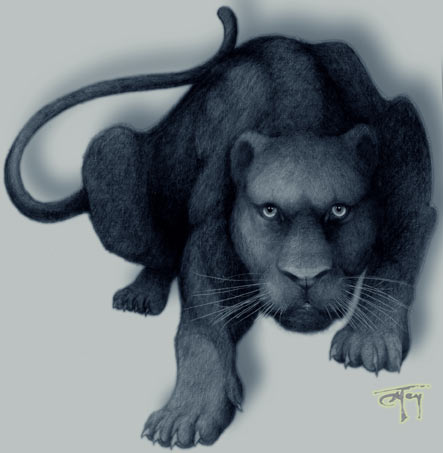 Black panter pencil sketch