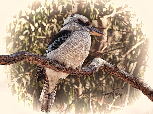 Kookaburra perched on branch